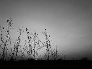 Silhouette plants on field against clear sky