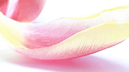 Close-up of pink flower