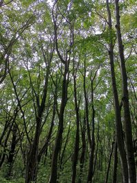 Low angle view of bamboo trees in forest