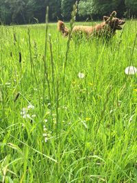 Plants growing on grassy field