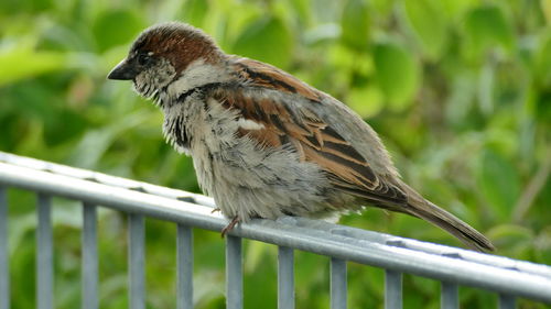 Close-up of bird perching on railing