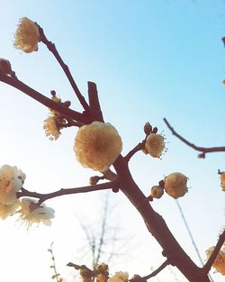 Low angle view of flowers against clear sky