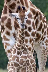Close-up of giraffe at zoo