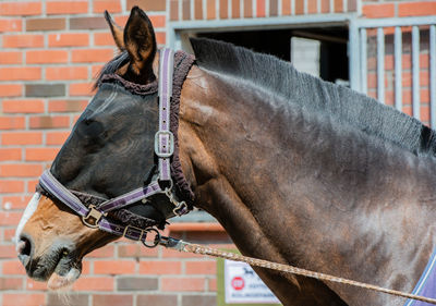 Close-up of horse during sunny day