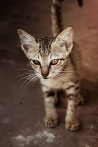 Close-up portrait of cat