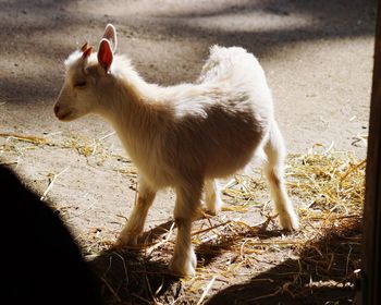 Close-up of kid goat on field