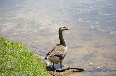 Toulouse goose anser anser on a lake shore