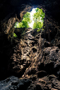 Low angle view of rock formation in forest