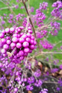 Close-up of purple flowers blooming outdoors