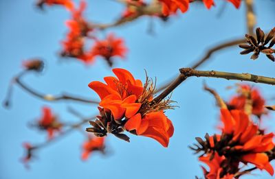 Low angle view of yellow flowering plant against sky