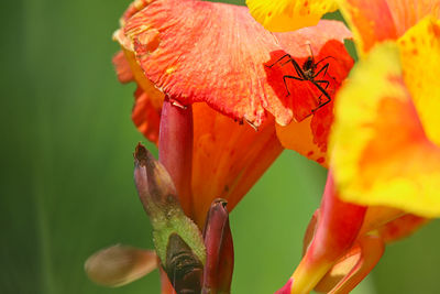 Close-up of insect on red flower