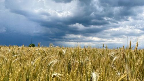 Scenic view of wheat field against sky