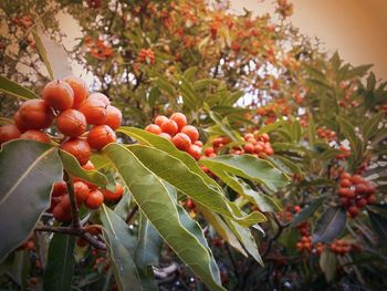 Close-up of red leaves