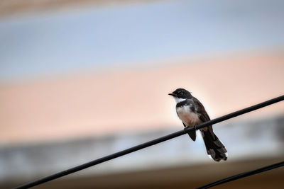 Low angle view of bird perching on cable against sky