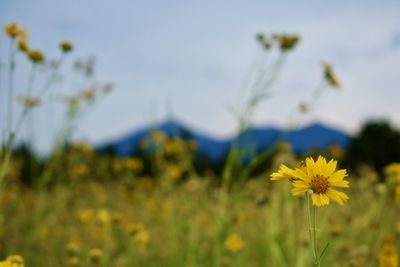 Close-up of yellow flowering plant on field