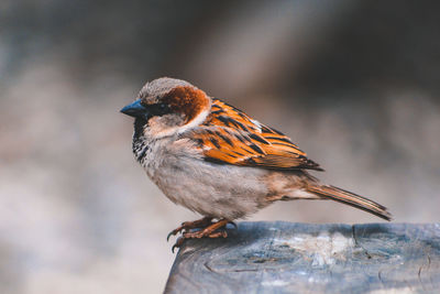 Close-up of bird perching on wood