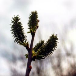 Close-up of thistle against sky