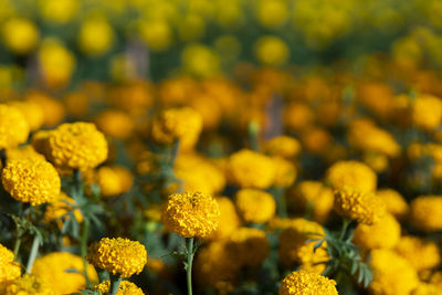 Selective focus orange marigolds in the garden because the flowers are in full bloom