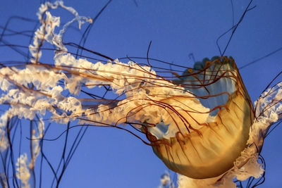 Low angle view of flowering plants against blue sky