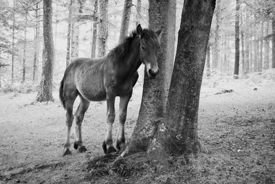 Horse standing by tree trunk in forest