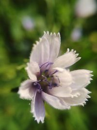 Close-up of white flowering plant
