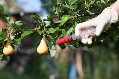 Close-up of hand injecting syringe in fruit hanging on tree