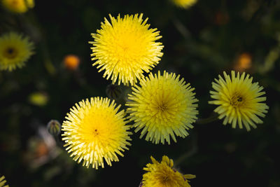 Close-up of yellow flowering plant