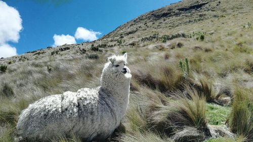 Side view of lama on landscape