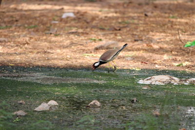 Bird perching on grass