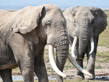 Elephant in a field