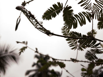 Low angle view of silhouette plant against sky