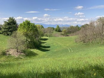 Scenic view of field against sky