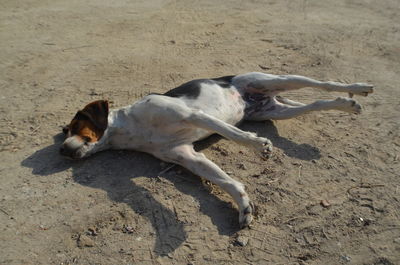 High angle view of dog lying on sand