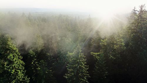 Sunlight streaming through trees in forest