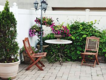 Potted plant on table against wall in yard