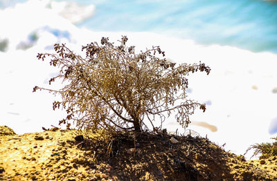 Low angle view of flowering tree against sky