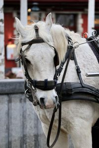 Close-up of a horse