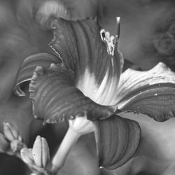 Close-up of flowers