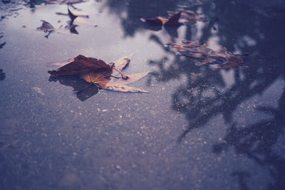 High angle view of maple leaf in water