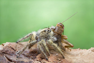 Close-up of insect