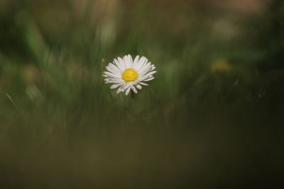Close-up of white daisy flower