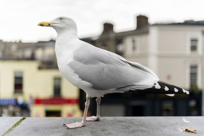 Close-up of seagull perching