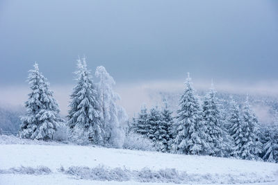 Snow covered frozen trees in the mountains. christmas time, winter fairy holiday concept