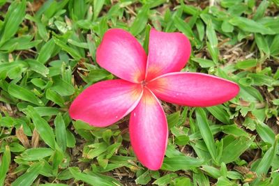 Close-up of pink flowers blooming outdoors