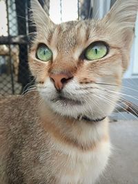 Close-up portrait of a cat