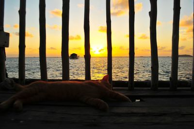 Cat lying in sea during sunset