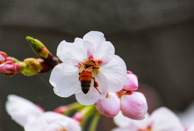 Macro photo of white flowers of blossoming cherry blossom or sakura tree with blooming petals.