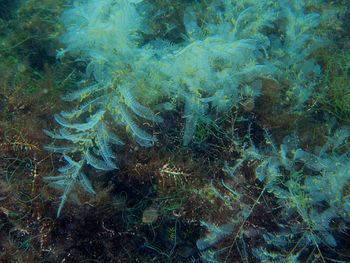 Full frame shot of coral in sea