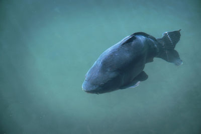 Close-up of carp swimming in maschsee