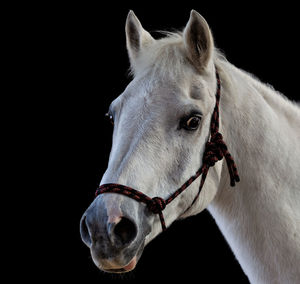 Close-up of a horse against black background